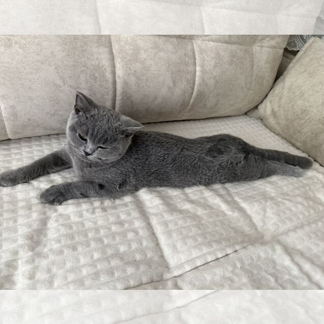 Британский короткошёрстный котёнок