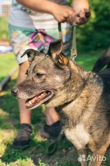 Нежная собака Булочка в добрые руки