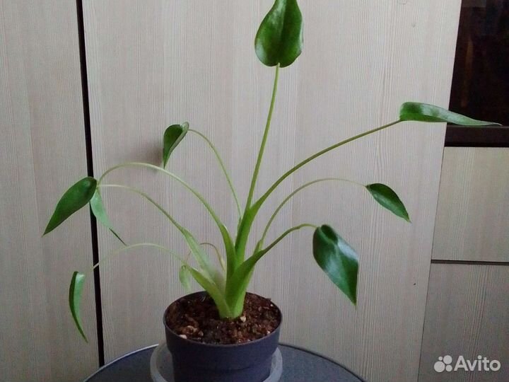 Алоказия Данс