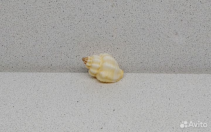 Канварус 3,8 морская ракушка раковина