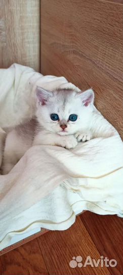 Британские котята