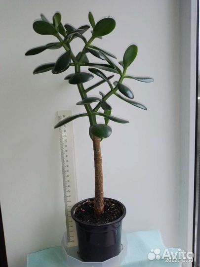 Алоэ лечебный и другие