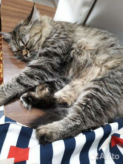 Сибирский котенок девочка 2 месяца