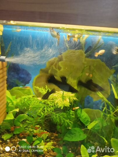 Аквариумные рыбки гуппи