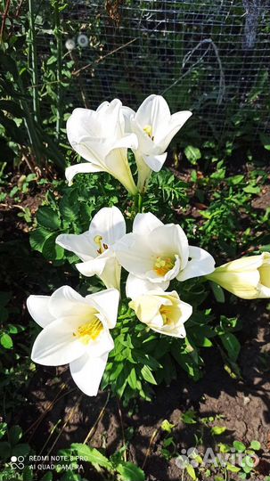 Бордовые и розовые пионы, белая ароматная лилия