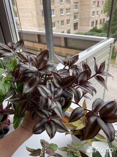 Традесканция зебрина