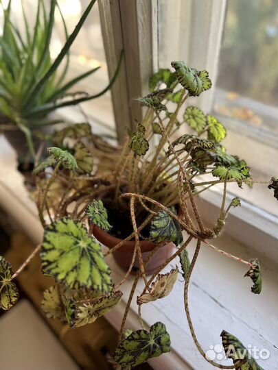 Цветы домашние в горшках