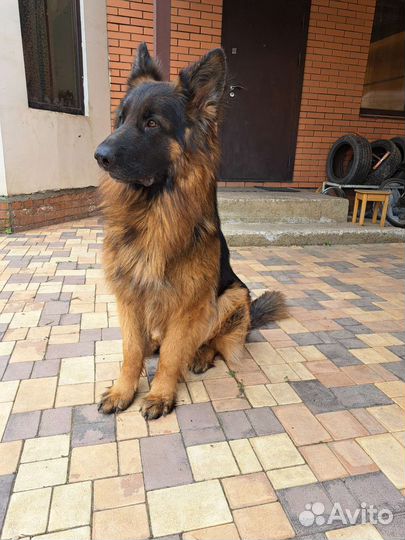 Немецкая овчарка вязка кобель