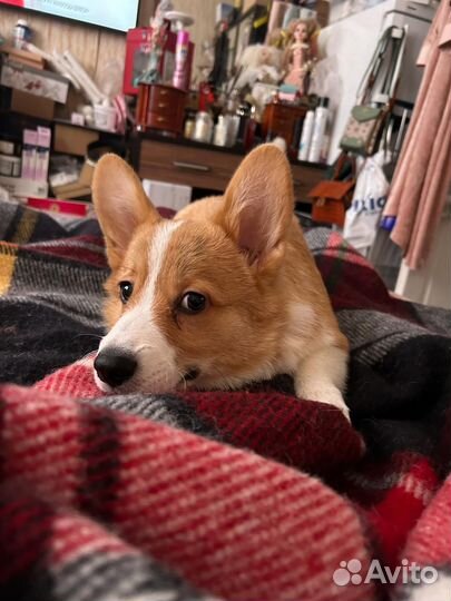 Вельш-корги пемброк