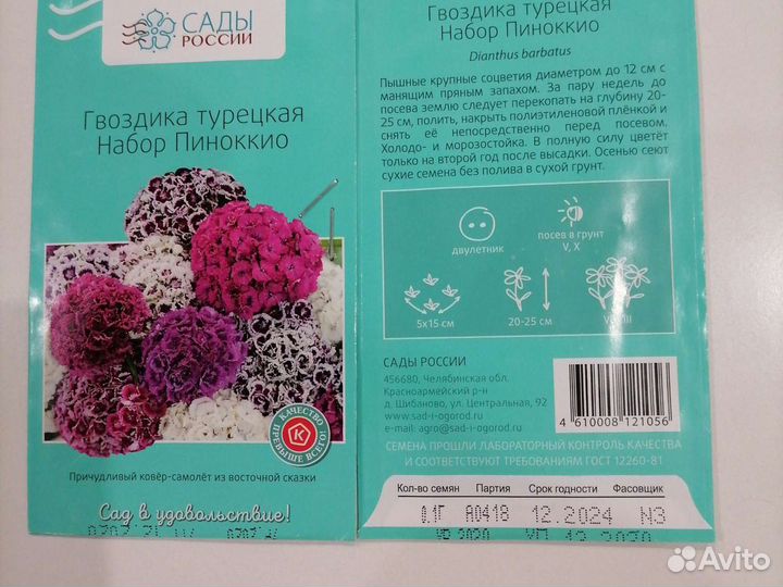 Турецкая Гвоздика