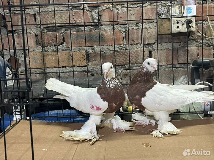 Голуби узбекские