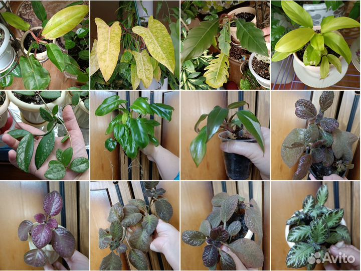 Пеларгония герань