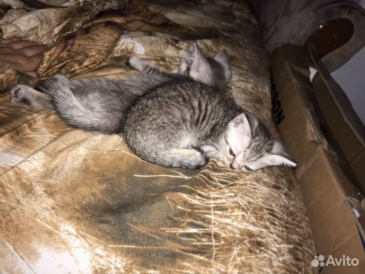 Котята помесь шотландца и британца