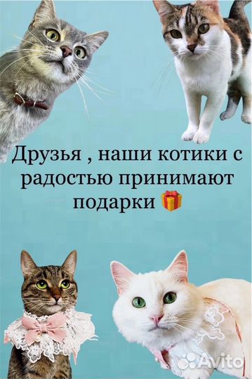 Котики