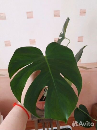 Цветы Монстеры