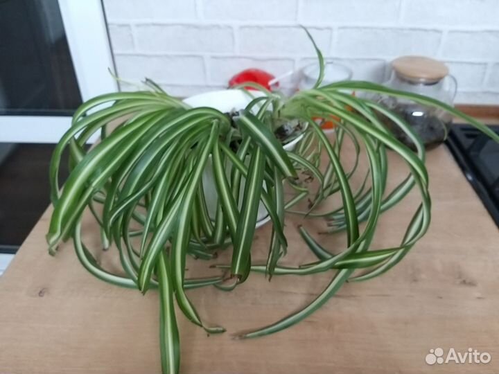 Хлорофитум кудрявый