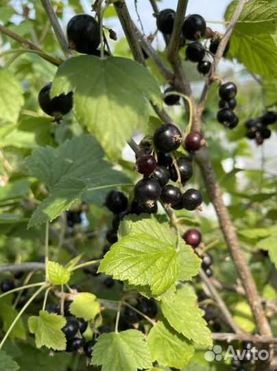 Смородина белая, черная (саженцы)