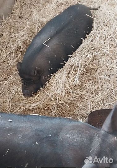 Мясо вьетнамской свиньи