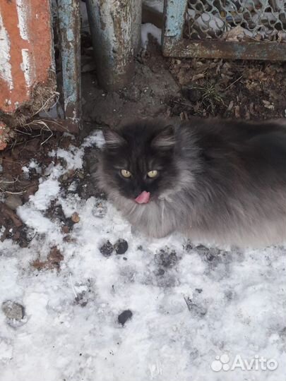 Кошка Анфиса