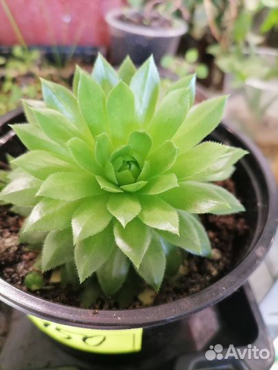 Крассулы разные виды