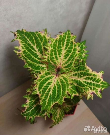 Колеусы сортовые