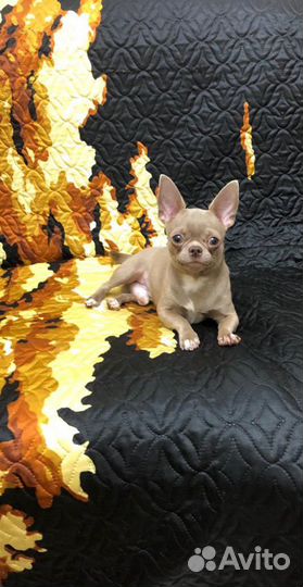 Вязка кобель чихуахуа