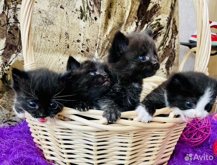 Котята в добрые руки