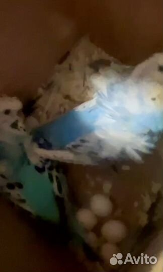 Птенцы волнистый попугай хагоморо