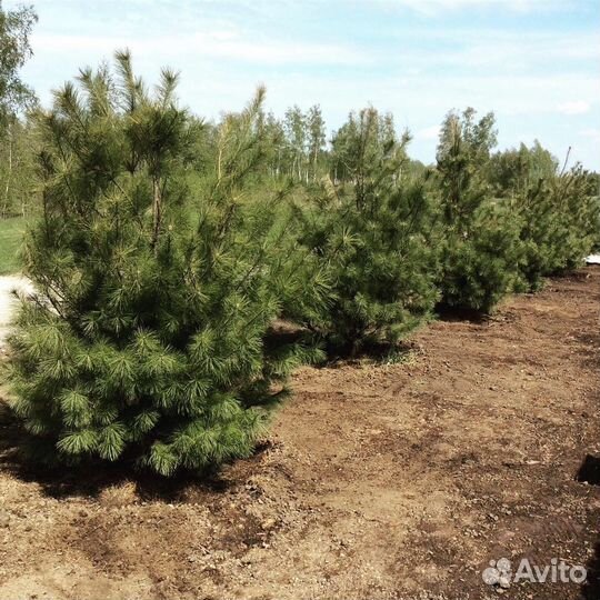 Сосна обыкновенная