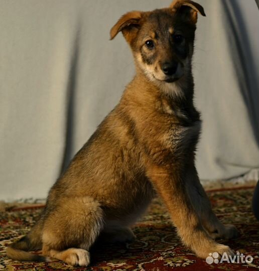 Щенки дворняжки