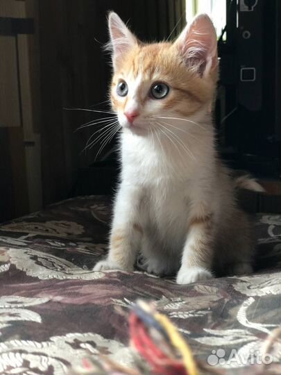 Рыжий котенок