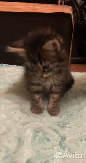 Котенок девочка месяц