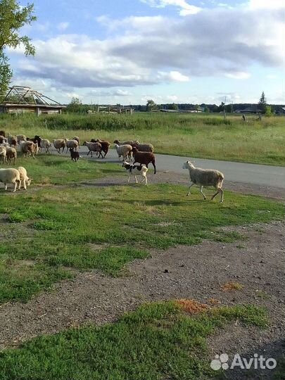 Молодые бараны 3 мес с маткой или без