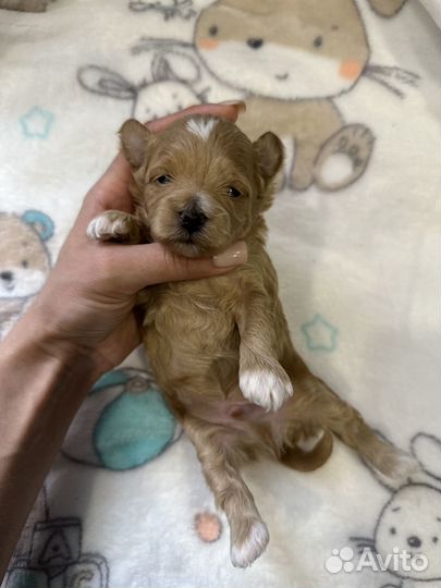 Мальтипу f1 super mini Мальчик