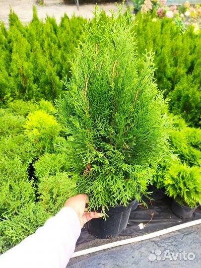 Туя западная Смарагд
