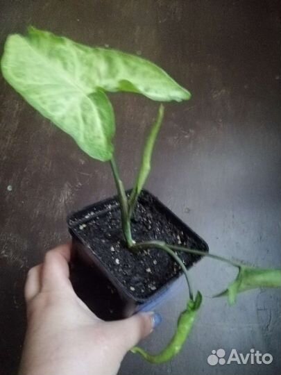 Сингониум детка