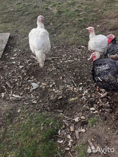 Индюки мясо