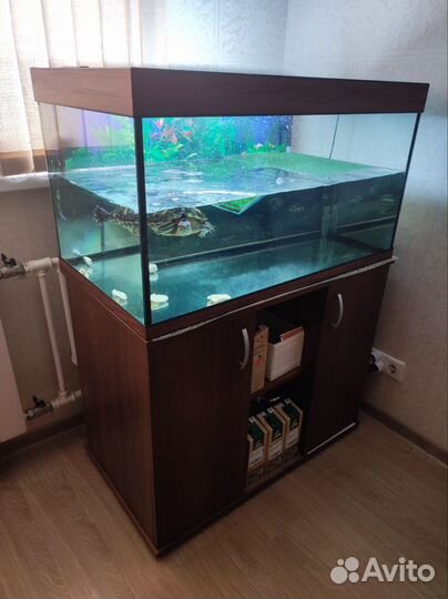 Красноухая черепаха с аквариумом