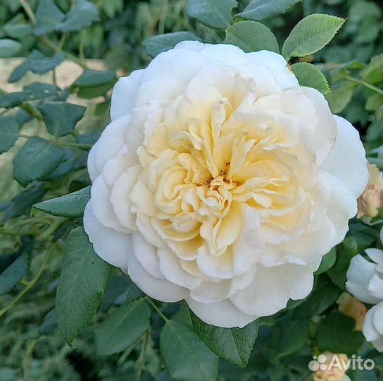 Роза плетистая Клер Остин