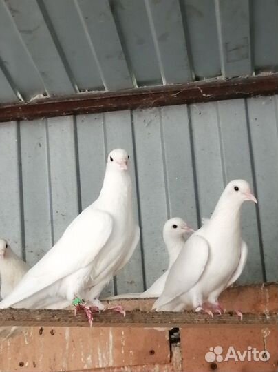 Голуби
