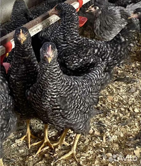 Куры молодки,Бройлер,Утки