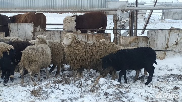 Овцы Бараны