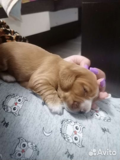 Щенки спаниель