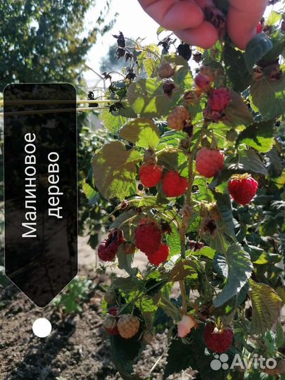 Малина, ожина