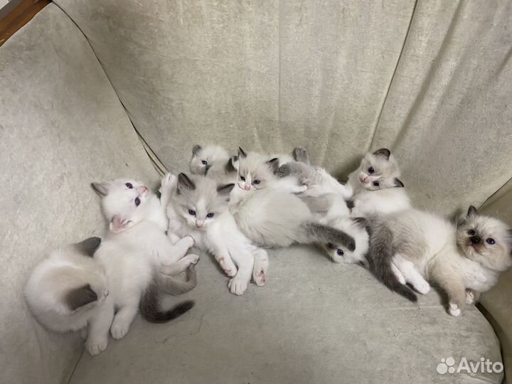 Котята рэгдолл