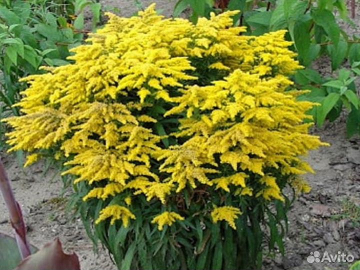 Золотарник/ солидаго