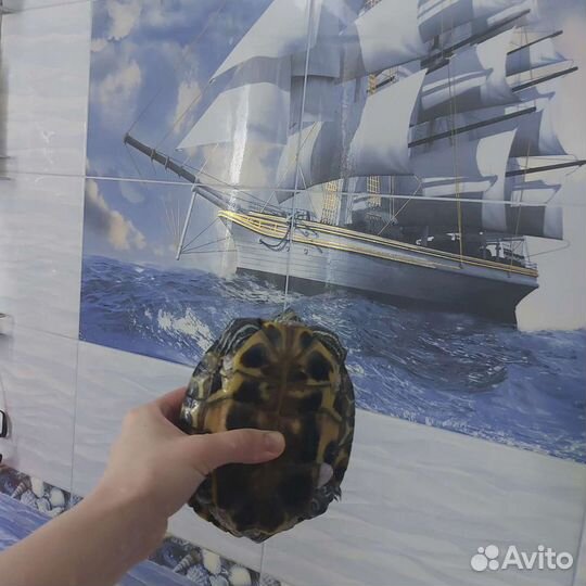 Черепаха водная