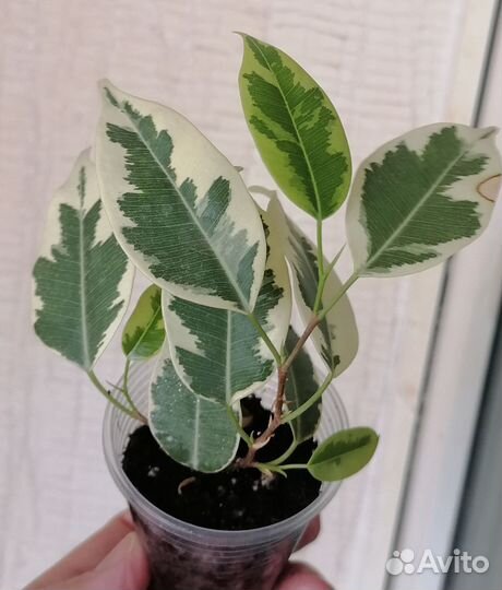 Фикус бенджамина сорт Саманта
