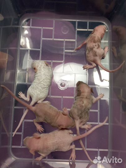 Сатиновые мыши, кудрявые, лысые