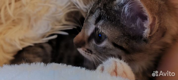 Котенок-девочка Печенька ищет маму